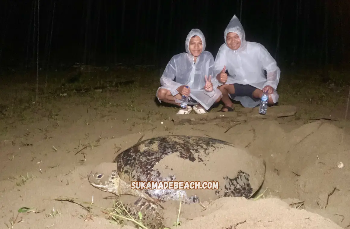 Green Turtle on Sukamade Beach